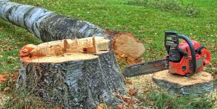 Best Tree Removal Service  in Raytown, MO