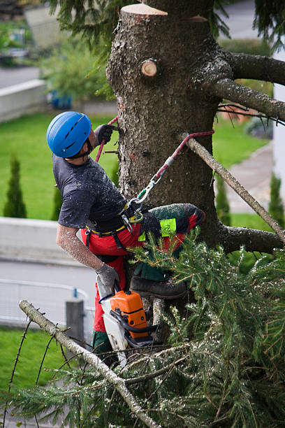 Leaf Removal in Raytown, MO